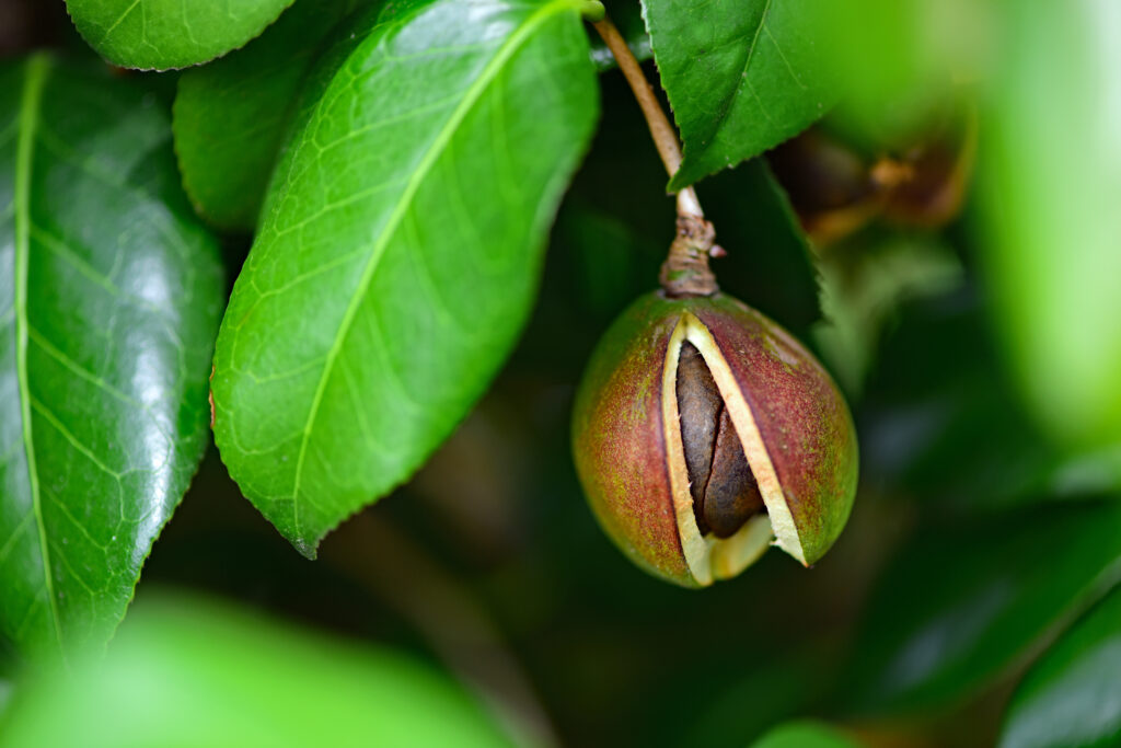 Camellia japonica seed – traditional botanical source of facial oil