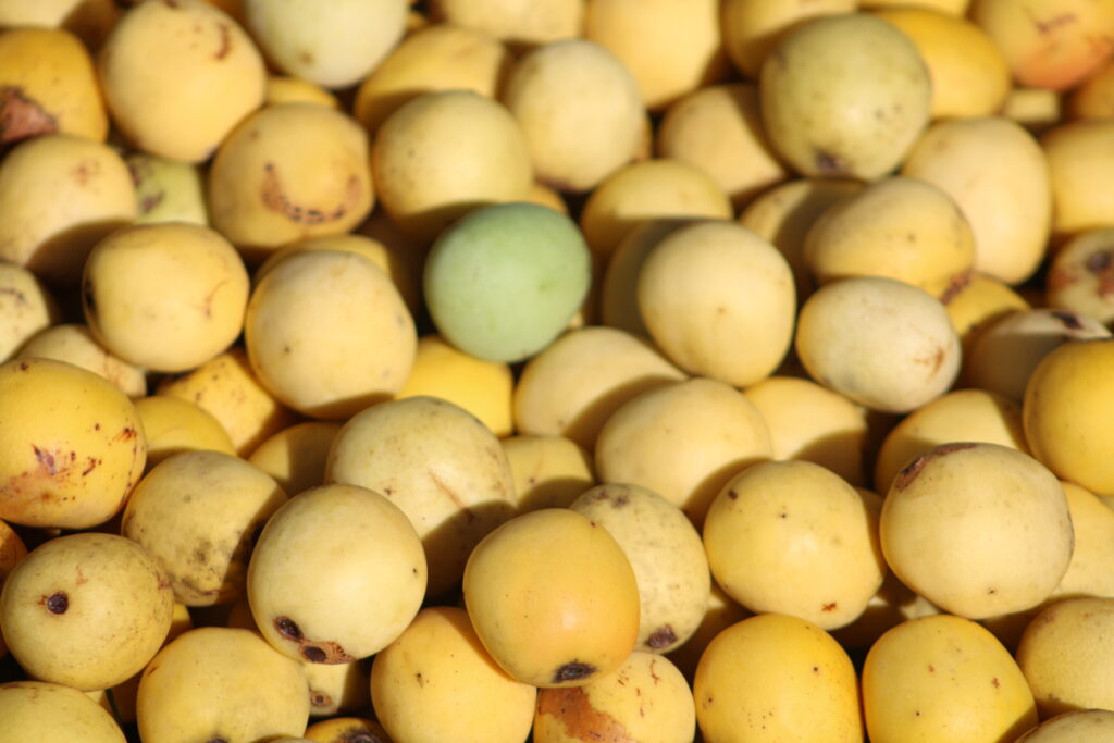 Marula fruit – cold-pressed botanical source of marula facial oil