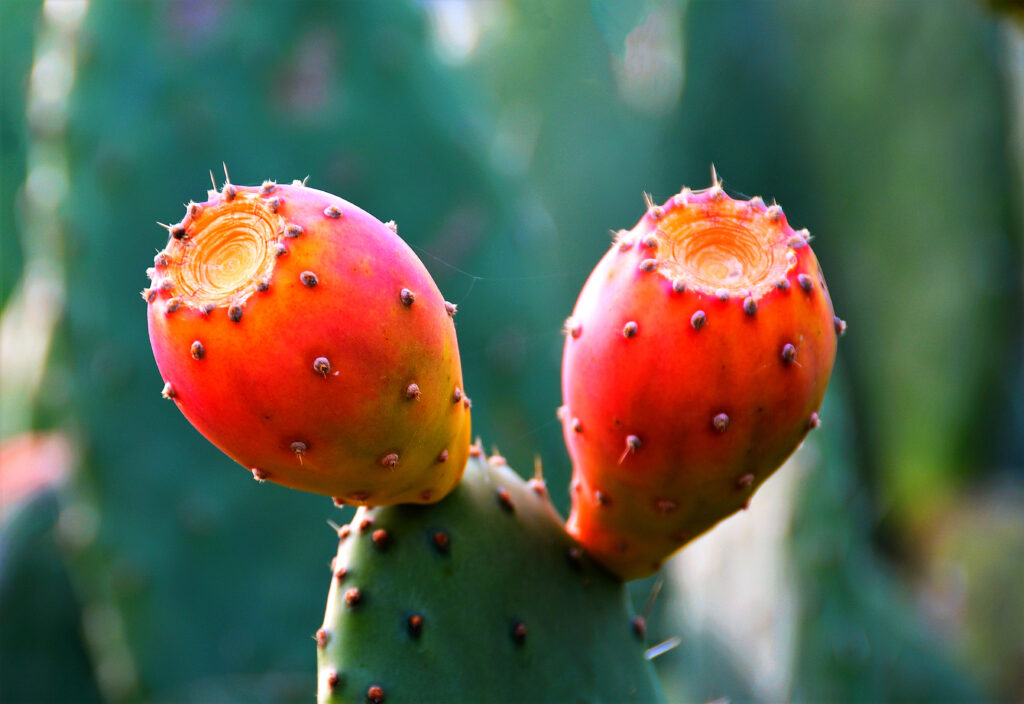 Prickly pear fruits – botanical source of antioxidant-rich seed oil used in luxury facial serums