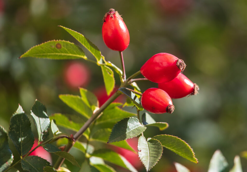 Red rosehip fruits – botanical source of rosehip seed oil rich in pro-vitamin A and linoleic acid