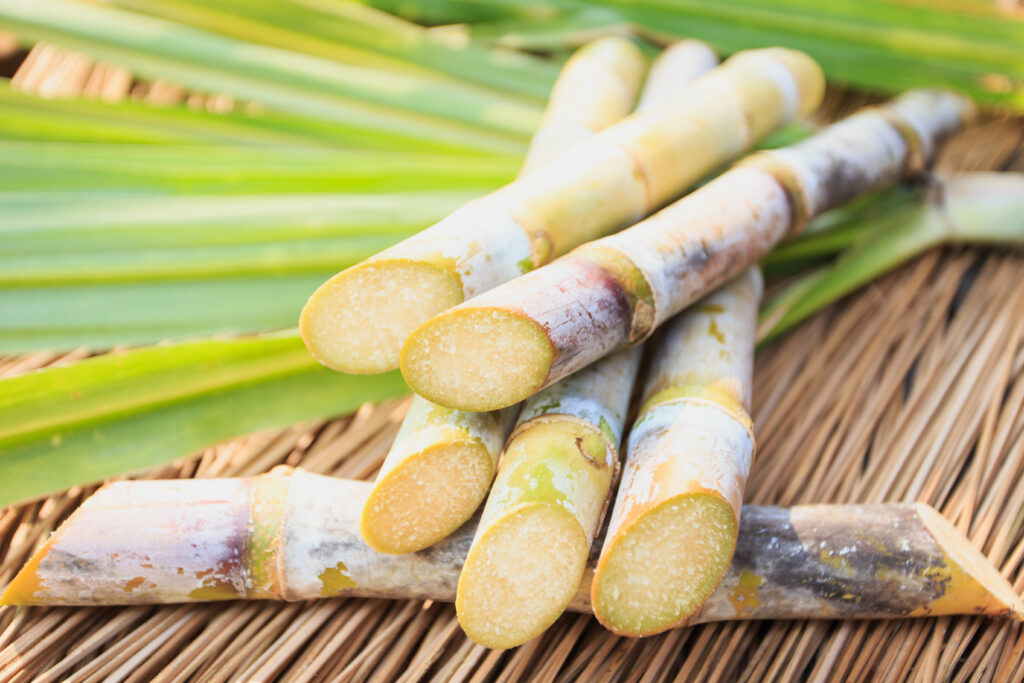 Sugarcane – sustainable botanical source of plant-based squalane used in facial oils